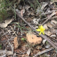 Tricoryne elatior at Gungahlin, ACT - 25 Oct 2015