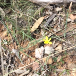 Tricoryne elatior at Gungahlin, ACT - 25 Oct 2015