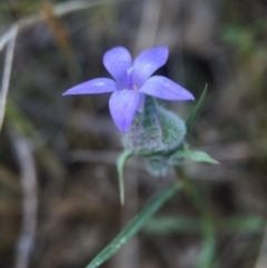 Wahlenbergia sp. (Bluebell) at Gungahlin, ACT - 24 Oct 2015 by JasonC