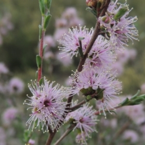 Kunzea parvifolia at Tennent, ACT - 20 Oct 2015 06:50 PM