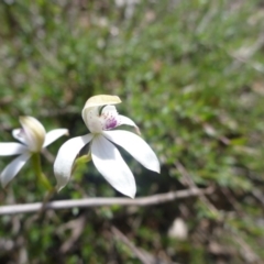 Caladenia moschata (Musky Caps) at Point 5811 - 24 Oct 2015 by jks