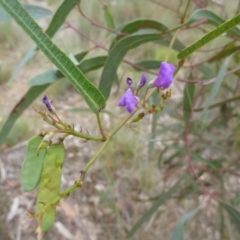 Hardenbergia violacea (False Sarsaparilla) at O'Connor, ACT - 24 Oct 2015 by jksmits