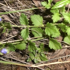 Veronica calycina (Hairy Speedwell) at Majura, ACT - 24 Oct 2015 by SilkeSma