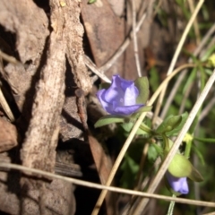 Veronica calycina at Majura, ACT - 25 Oct 2015 07:21 AM