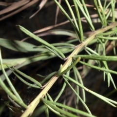 Gompholobium huegelii at Majura, ACT - 25 Oct 2015 08:16 AM