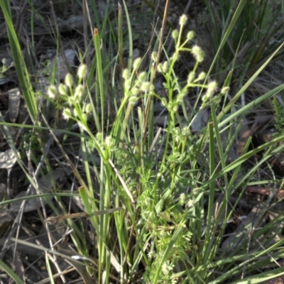 Daucus glochidiatus (Australian Carrot) at Campbell, ACT - 24 Oct 2015 by SilkeSma