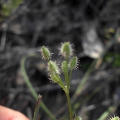 Daucus glochidiatus at Campbell, ACT - 25 Oct 2015 08:23 AM