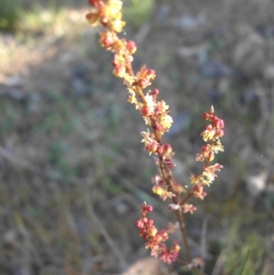 Rumex acetosella at Campbell, ACT - 25 Oct 2015 08:39 AM