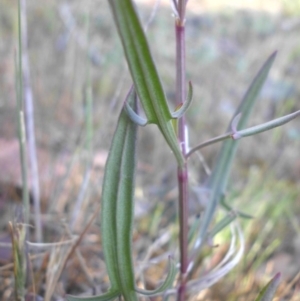 Rumex acetosella at Campbell, ACT - 25 Oct 2015 08:39 AM