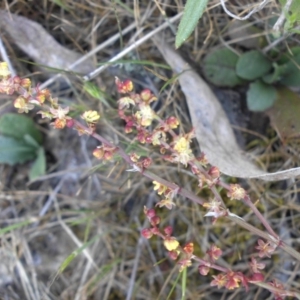 Rumex acetosella at Campbell, ACT - 25 Oct 2015 08:39 AM