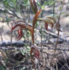 Oligochaetochilus hamatus (Southern Hooked Rustyhood) at Canberra Central, ACT - 25 Oct 2015 by AaronClausen