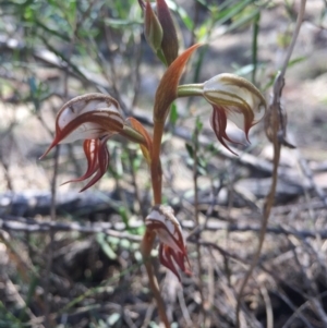 Oligochaetochilus hamatus at Canberra Central, ACT - suppressed