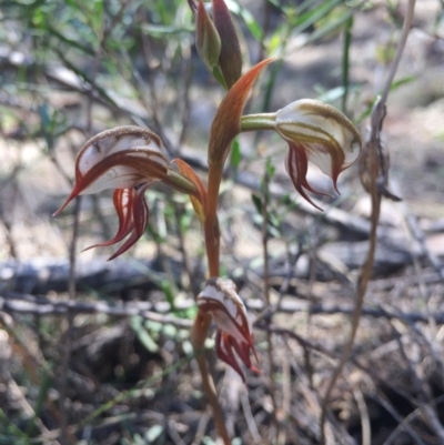 Oligochaetochilus hamatus (Southern Hooked Rustyhood) at Canberra Central, ACT - 25 Oct 2015 by AaronClausen