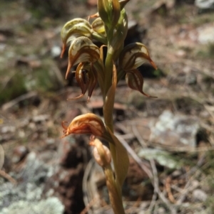 Oligochaetochilus hamatus at Canberra Central, ACT - suppressed