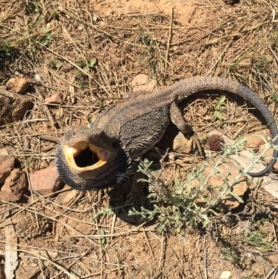 Pogona barbata (Eastern Bearded Dragon) at P11 - 25 Oct 2015 by AaronClausen