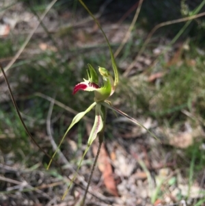 Caladenia atrovespa at Canberra Central, ACT - suppressed