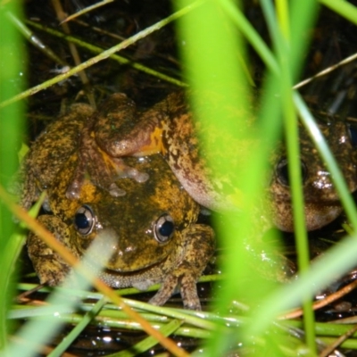 Litoria peronii (Peron's Tree Frog, Emerald Spotted Tree Frog) at Wanniassa Hill - 24 Oct 2015 by RyuCallaway