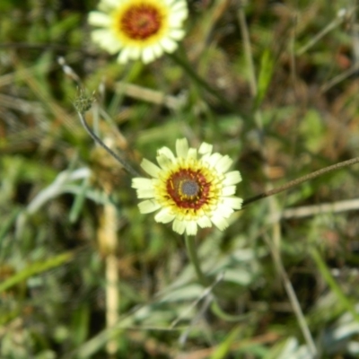 Tolpis barbata (Yellow Hawkweed) at Wanniassa Hill - 24 Oct 2015 by ArcherCallaway