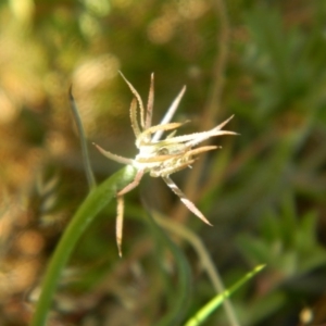 Tolpis barbata at Wanniassa Hill - 25 Oct 2015