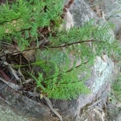 Cheilanthes austrotenuifolia (Rock Fern) at Fadden, ACT - 24 Oct 2015 by ArcherCallaway