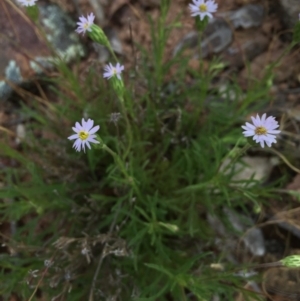 Vittadinia sp. at Gungahlin, ACT - 25 Oct 2015