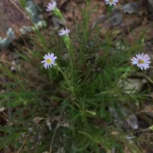 Vittadinia sp. at Gungahlin, ACT - 25 Oct 2015