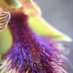 Calochilus platychilus (Purple Beard Orchid) at Canberra Central, ACT - 25 Oct 2015 by JasonC