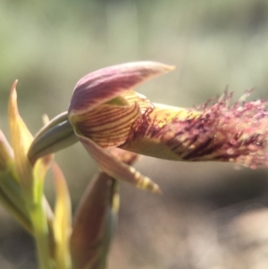 Calochilus platychilus at Canberra Central, ACT - suppressed