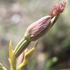 Calochilus platychilus at Canberra Central, ACT - suppressed