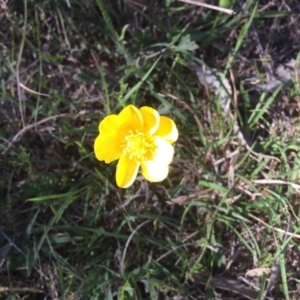 Ranunculus sp. at Nanima, NSW - 25 Oct 2015