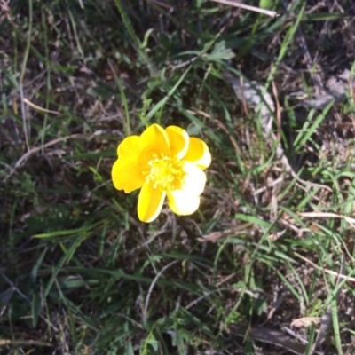 Ranunculus sp. (Buttercup) at Nanima, NSW - 25 Oct 2015 by Hilary