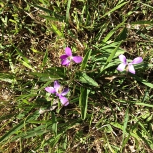 Viola betonicifolia at Nanima, NSW - 25 Oct 2015