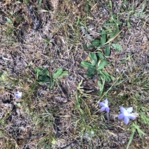 Wahlenbergia sp. at Nanima, NSW - 25 Oct 2015