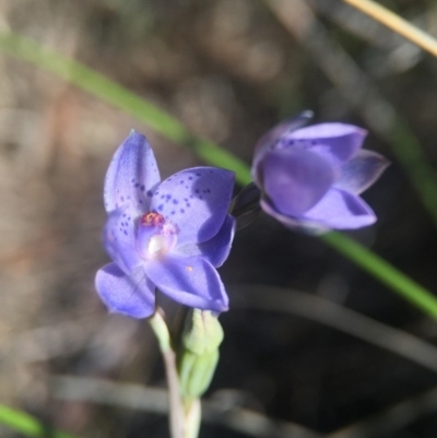 Thelymitra juncifolia (Dotted Sun Orchid) at Canberra Central, ACT - 25 Oct 2015 by JasonC