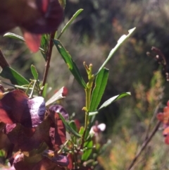 Dodonaea viscosa (Hop Bush) at Acton, ACT - 25 Oct 2015 by AaronClausen