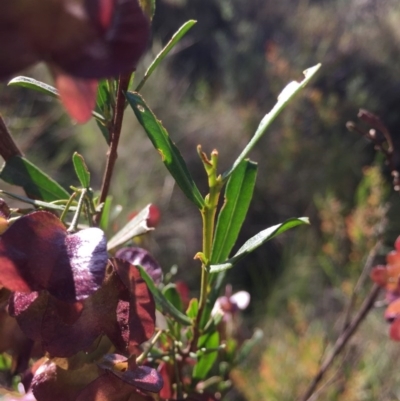 Dodonaea viscosa (Hop Bush) at Acton, ACT - 25 Oct 2015 by AaronClausen