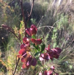 Dodonaea viscosa at Acton, ACT - 25 Oct 2015 07:06 PM