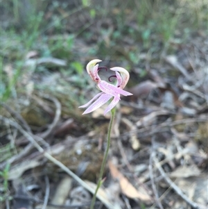 Caladenia congesta at Point 38 - suppressed