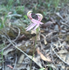 Caladenia congesta at Point 38 - suppressed