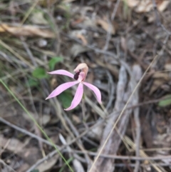 Caladenia congesta (Pink Caps) at Acton, ACT - 25 Oct 2015 by AaronClausen