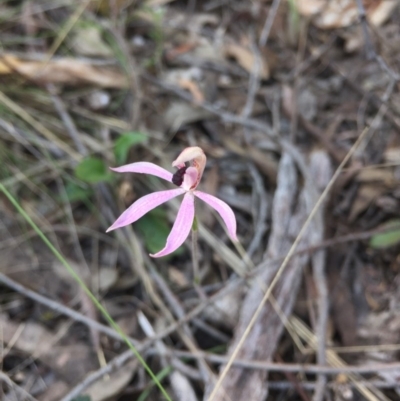 Caladenia congesta (Pink Caps) at Acton, ACT - 25 Oct 2015 by AaronClausen