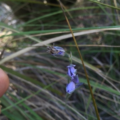 Thelymitra (Genus) (Sun Orchid) at Acton, ACT - 25 Oct 2015 by AaronClausen