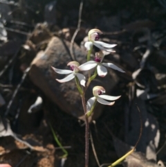 Caladenia cucullata (Lemon Caps) at Acton, ACT - 25 Oct 2015 by AaronClausen