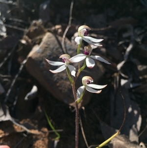 Caladenia cucullata at Point 38 - suppressed