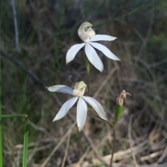 Caladenia moschata (Musky Caps) at Acton, ACT - 25 Oct 2015 by AaronClausen
