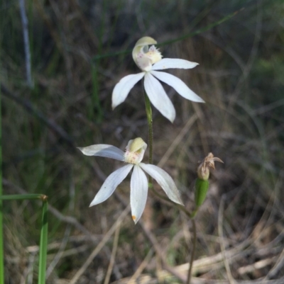 Caladenia moschata (Musky Caps) at Acton, ACT - 25 Oct 2015 by AaronClausen