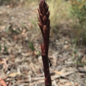 Dipodium punctatum at Gungaderra Grasslands - 25 Oct 2015