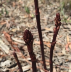 Dipodium punctatum at Gungaderra Grasslands - 25 Oct 2015