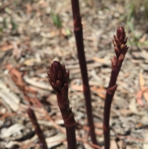 Dipodium punctatum at Gungaderra Grasslands - 25 Oct 2015