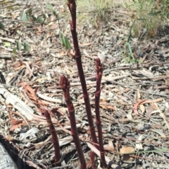 Dipodium punctatum at Gungaderra Grasslands - 25 Oct 2015